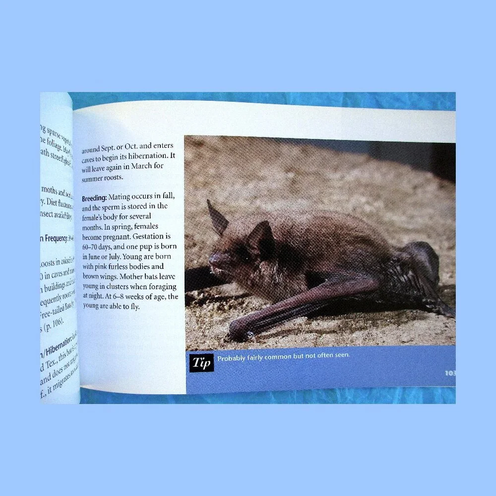 Book: Stokes Beginner's Guide to Bats -- a pocket-sized field guide - Picture 10 of 16